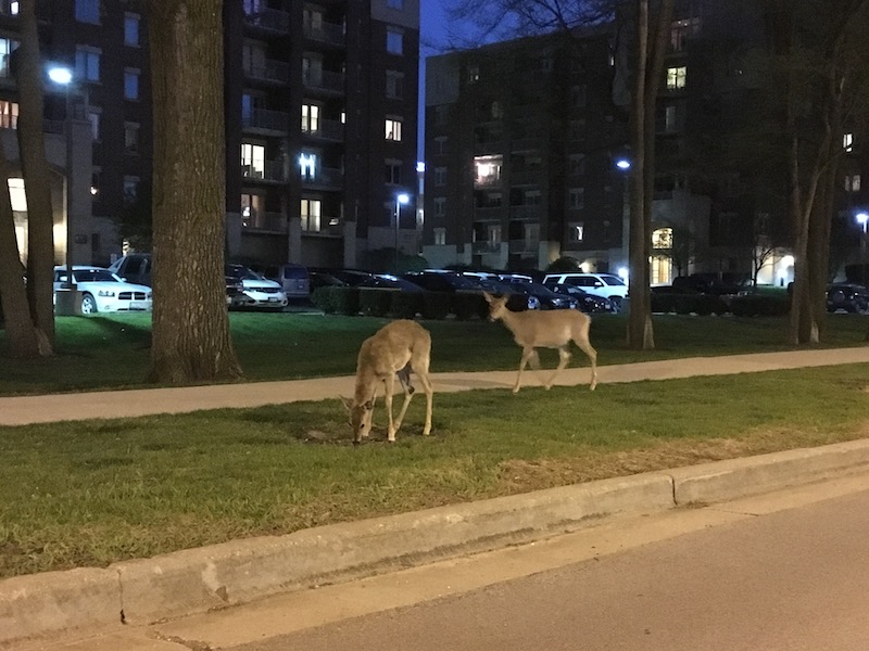 blog-deerdeer