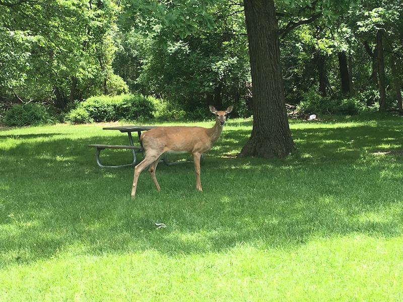 blog-deer