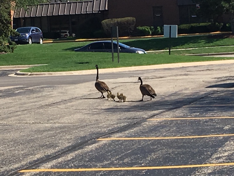 blog-goose