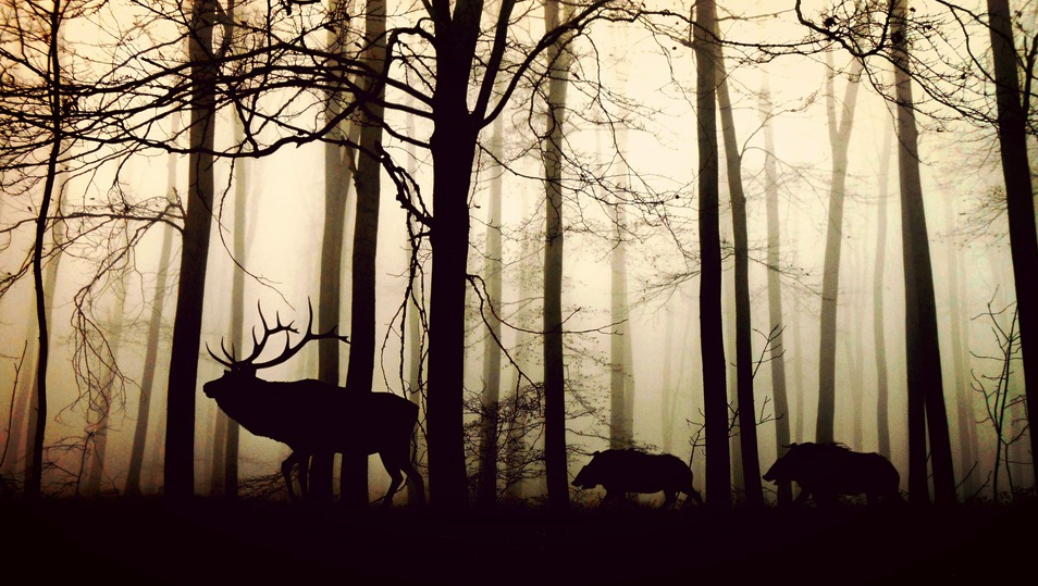 blog-animal