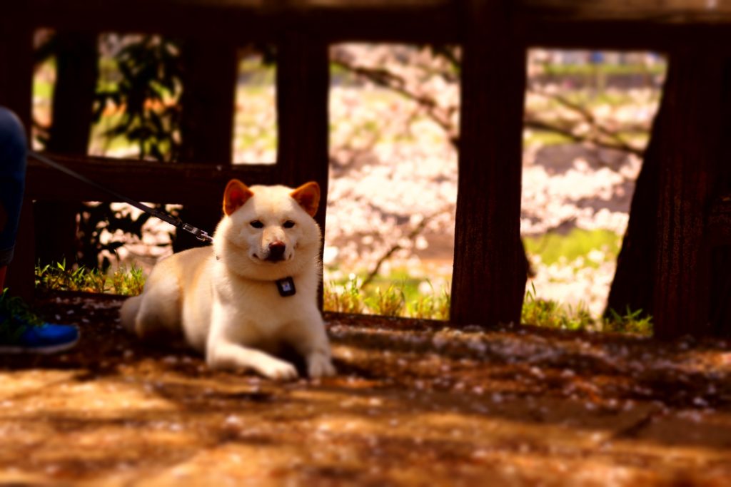 ソフトバンク風の犬