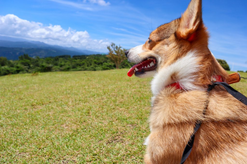 ソフトバンク風の犬