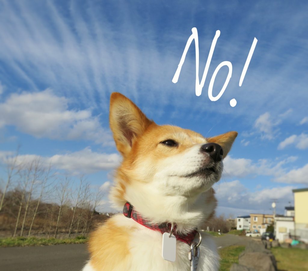 ソフトバンク風の犬